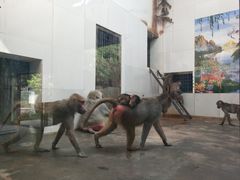 -西安秦岭野生动物园