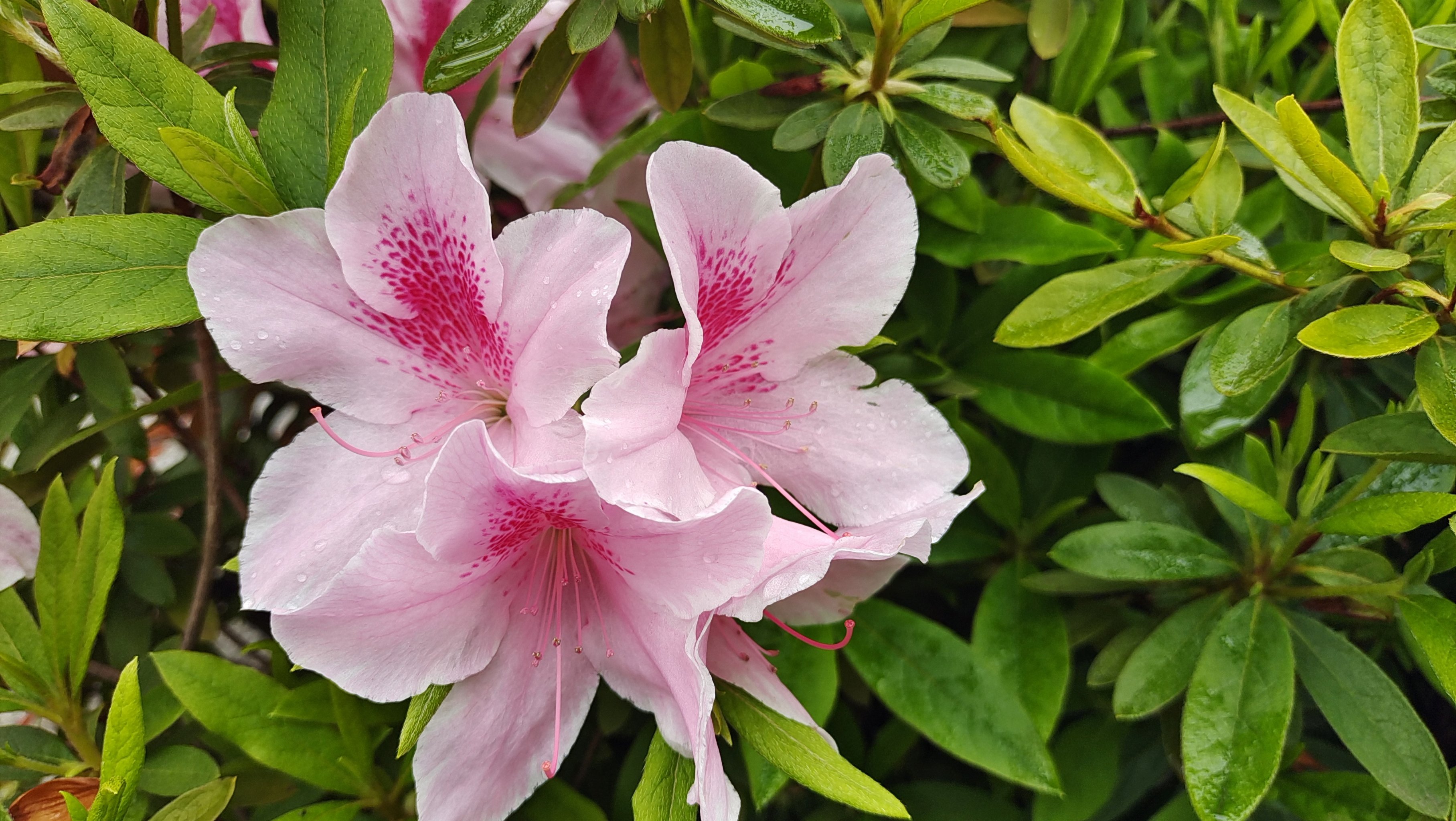 雨中杜鹃花图片图片