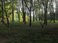 -大望京公园