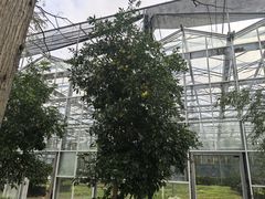 -前小桔亲子创意农场·草莓采摘·露营烧烤