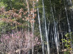 -冶父山国家森林公园