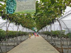 -金谷域澳洲庄园