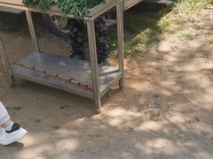 -大连铭湖国际观光牧场