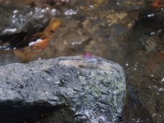 藏龙百瀑-藏龙百瀑风景区