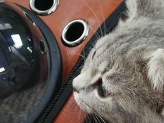 -安安宠医宠物医院·异宠·犬猫内科(岳阳分院)
