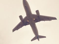 -空港花田景区