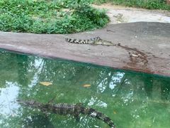 -清迈夜间动物园