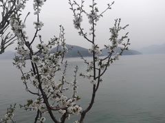 -望湖烤鱼