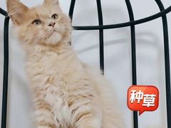 -70cat德文卷毛猫·缅因猫纯种猫舍