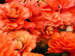 -龙大花卉苗木市场