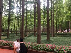 -日照海滨国家森林公园