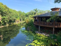 -奥兰多迪士尼动物王国乐园