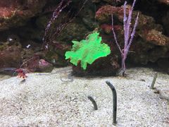 -迪拜水族馆及水下动物园