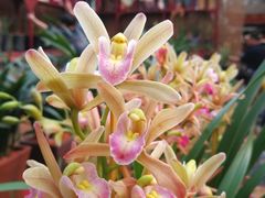 -秦美花卉(天朗·莱茵小城2期店)
