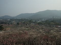 -香雪海