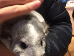 -藦茜花园宠物主题亲子互动体验馆(国顺东路店)