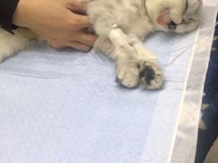 -爱侣宠医·鹦鹉专科·小型哺乳类·异宠专科(灵石路店)