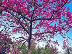 -东莞植物园