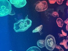 -成都浩海立方海洋公园