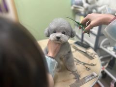 -鑫艺宠物美容培训学校