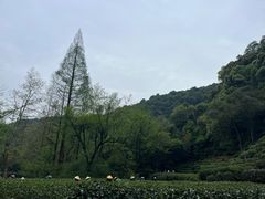 -龙井村