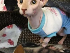 -猫色咖啡·猫咖