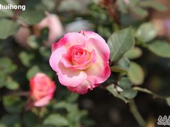 -人民公园(罗湖区)