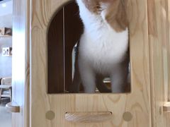 -藏猫猫咖啡主题馆(中央大道店)