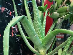 -伊隆斋(什刹海店)