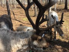 -北极村旅游风景区