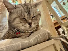 -海边的猫和咖啡馆