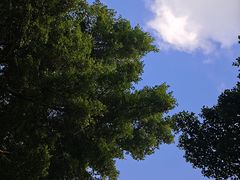 -东莞植物园