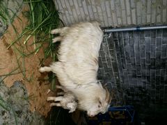 android_upload_pic-荔枝红五号农庄