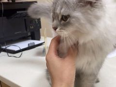 -瑞鹏宠物医院·超声·骨科·奇麟分院(蜀都万达店)