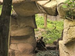 -中国大熊猫保护研究中心雅安碧峰峡基地