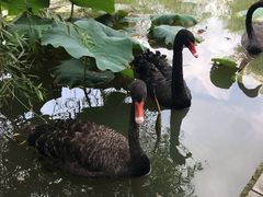 -长兴太湖图影湿地文化园