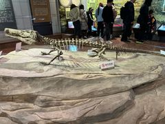 -自贡恐龙博物馆
