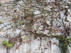 -东寨港红树林旅游区