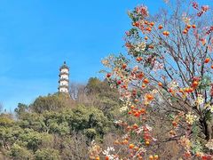 -紫阳古街