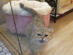 -momokira米努特·德文卷毛猫·棉花面纱犬