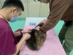 -北京观赏动物医院·24小时大型综合·猫专科·异宠专科