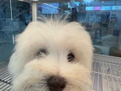 -翊宠yipet猫狗购宠庄园犬舍•猫舍