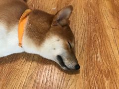 -柴犬高等学院·狗咖·柴犬售卖·宠物训练