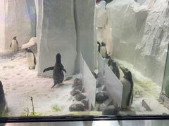 -大连圣亚海洋世界