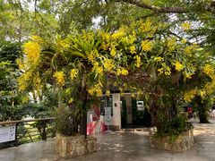 -深圳仙湖植物园