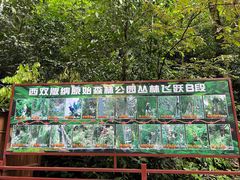 -西双版纳原始森林公园