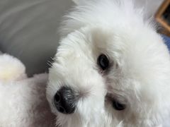 -北京观赏动物医院·24小时大型综合·猫专科·异宠专科