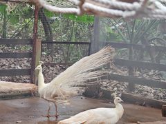 -海南热带野生动植物园