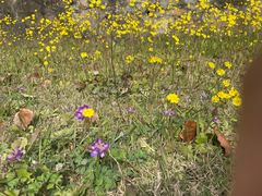 -天鹅湖体育公园