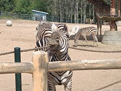 -大连森林动物园